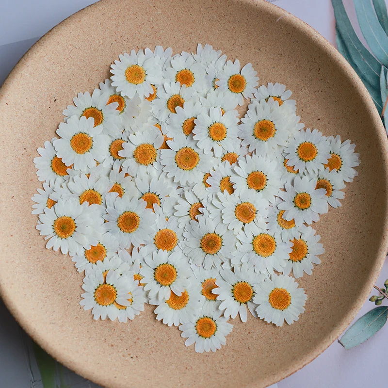 Dried Flower Bookmark - 60X Prasowane suszone naturalne białe chryzantemy