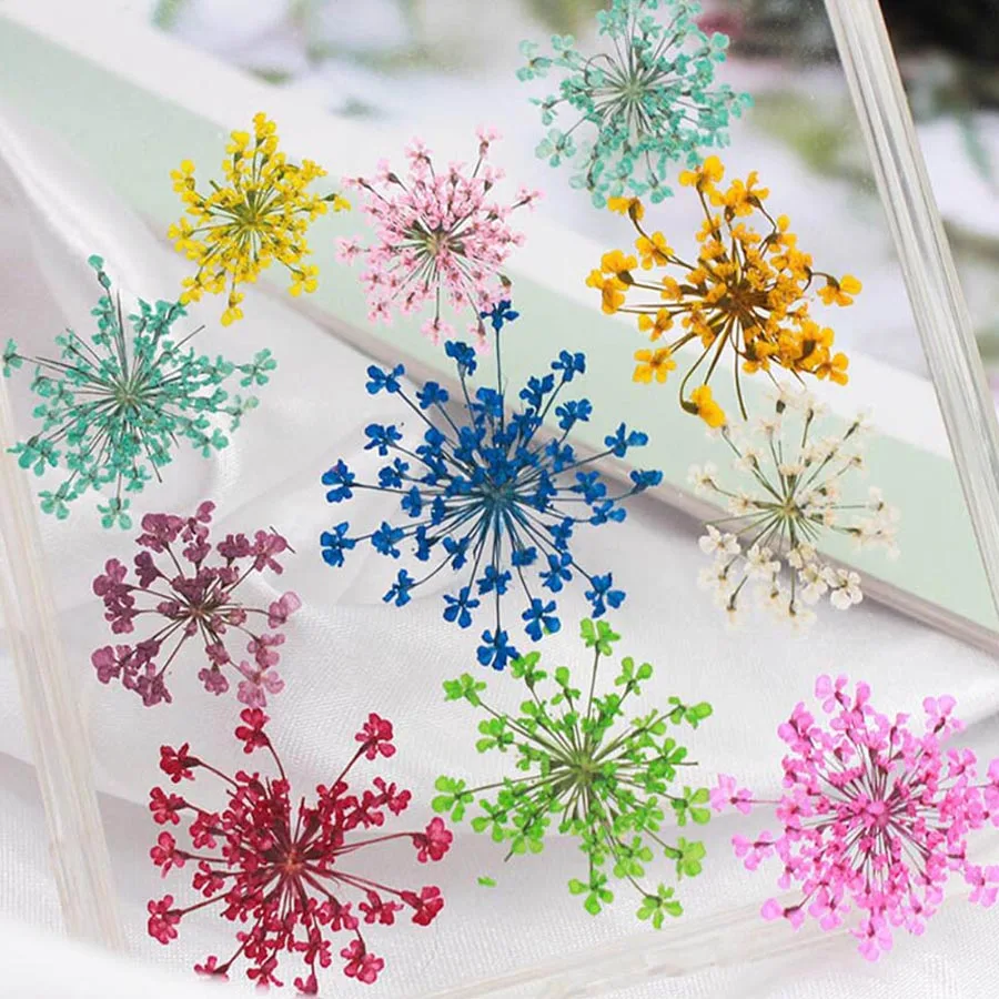 Dried Flower Bookmark - 60 sztuk prasowane suszone 20-25mm Ammi