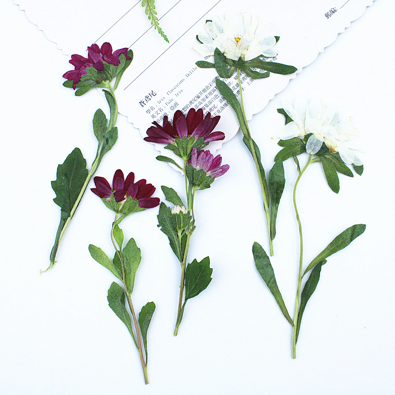Dried Flower Bookmark - 24 szt., Mini Chryzantemy Suszone Prasowane