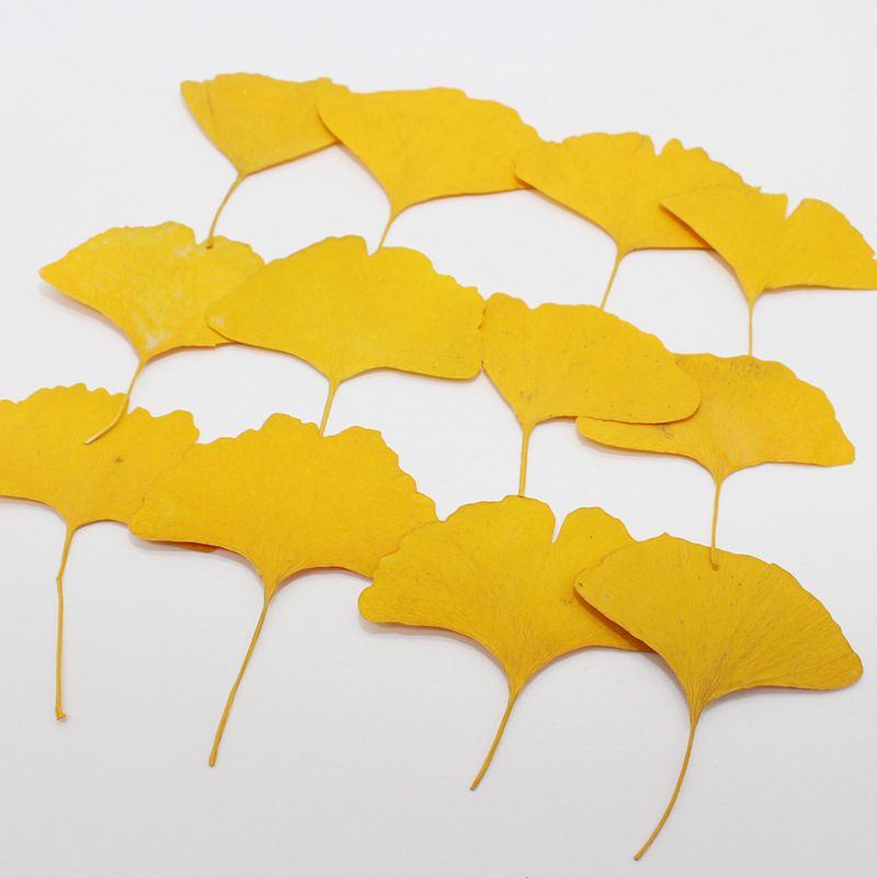 Dried Flower Bookmark - 60 szt. Suszone, prasowane liście miętogi