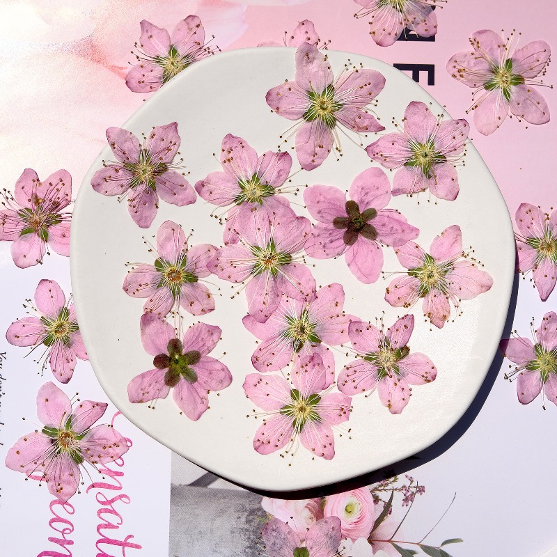 3-4cm./6szt., Różowe Suszone K – Dried Flower Bookmark recenzja i cena