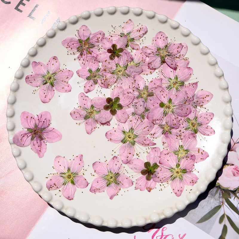 3-4cm./6szt., Różowe Suszone K – Dried Flower Bookmark recenzja i cena