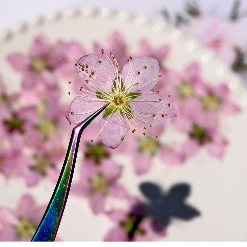 3-4cm./6szt., Różowe Suszone K – Dried Flower Bookmark recenzja i cena
