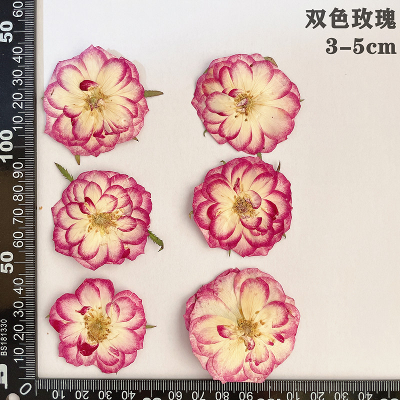 60 sztuk prasowane suszone cze – Dried Flower Bookmark recenzja i cena