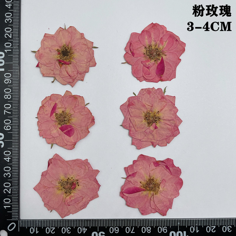 60 sztuk prasowane suszone cze – Dried Flower Bookmark recenzja i cena