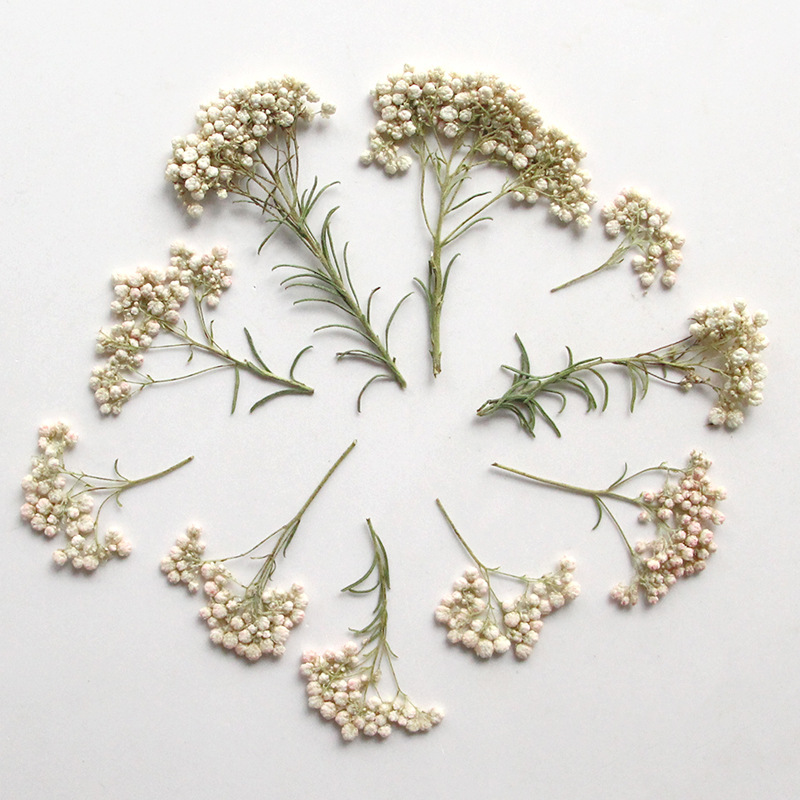 12 szt., Naturalne gałązki kwi – Dried Flower Bookmark recenzja i cena