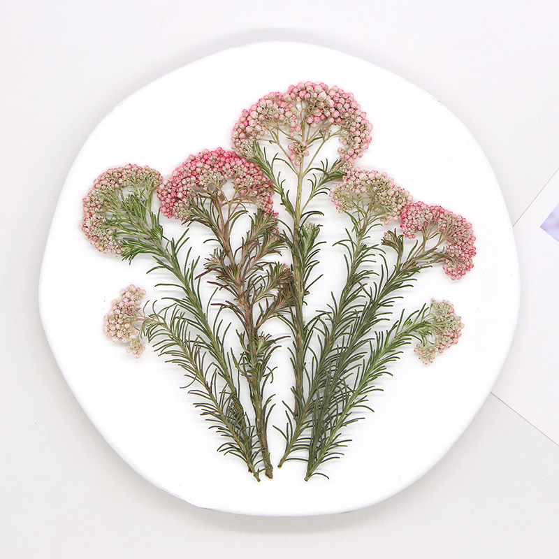 12 szt., Naturalne gałązki kwi – Dried Flower Bookmark recenzja i cena