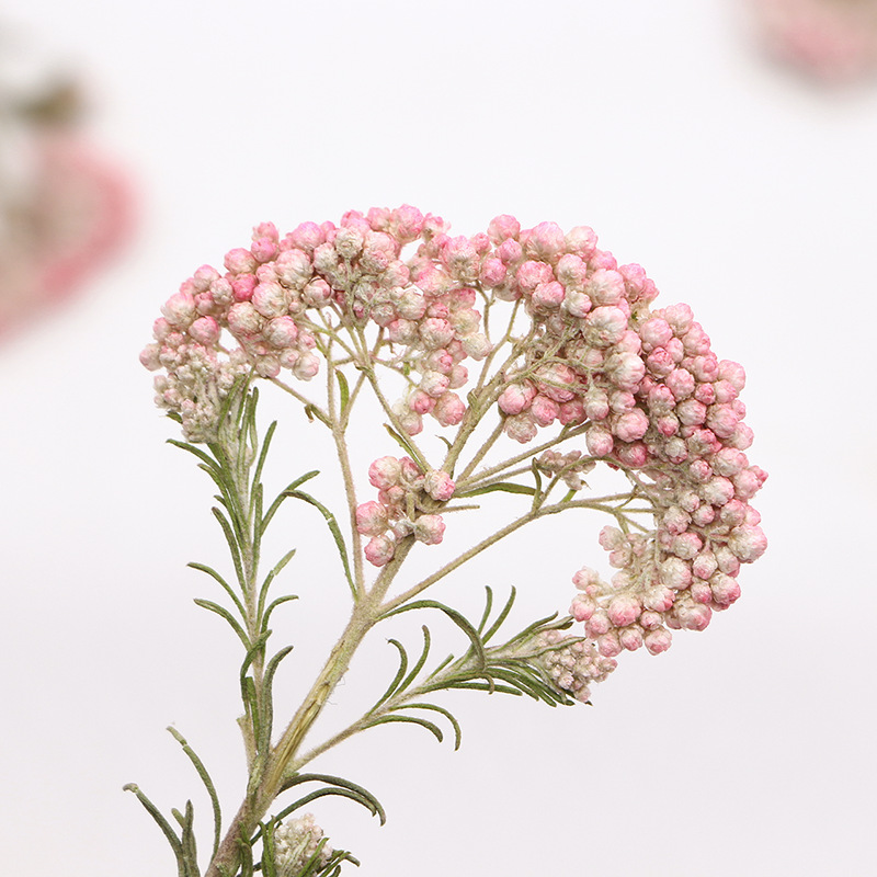 12 szt., Naturalne gałązki kwi – Dried Flower Bookmark recenzja i cena