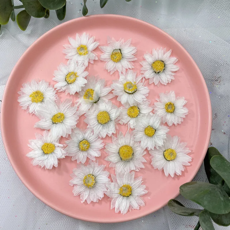 24 sztuk/2-4CM, naturalne pras – Dried Flower Bookmark recenzja i cena
