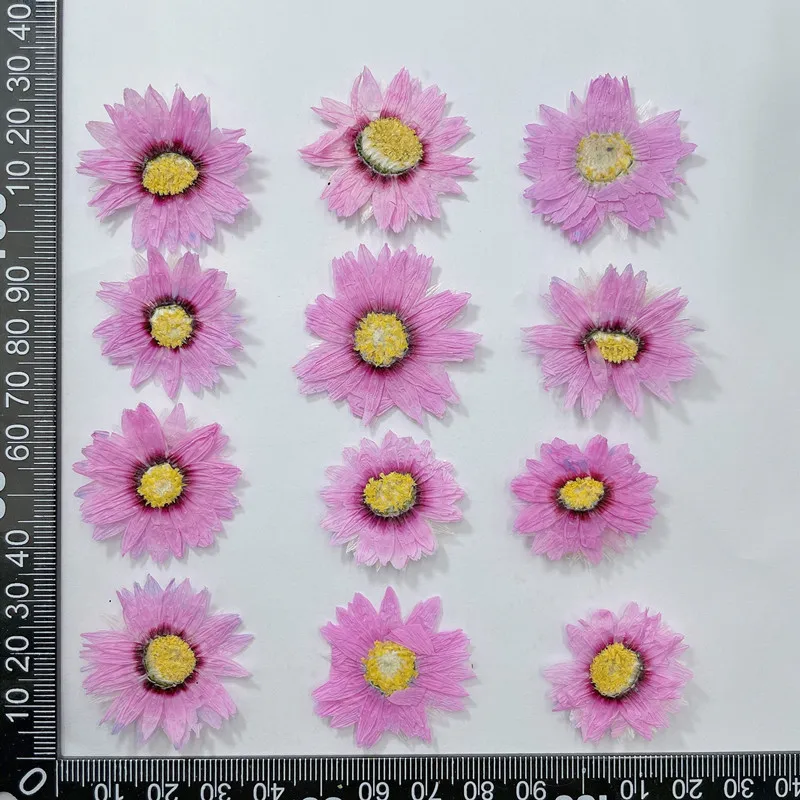 24 sztuk/2-4CM, naturalne pras – Dried Flower Bookmark recenzja i cena
