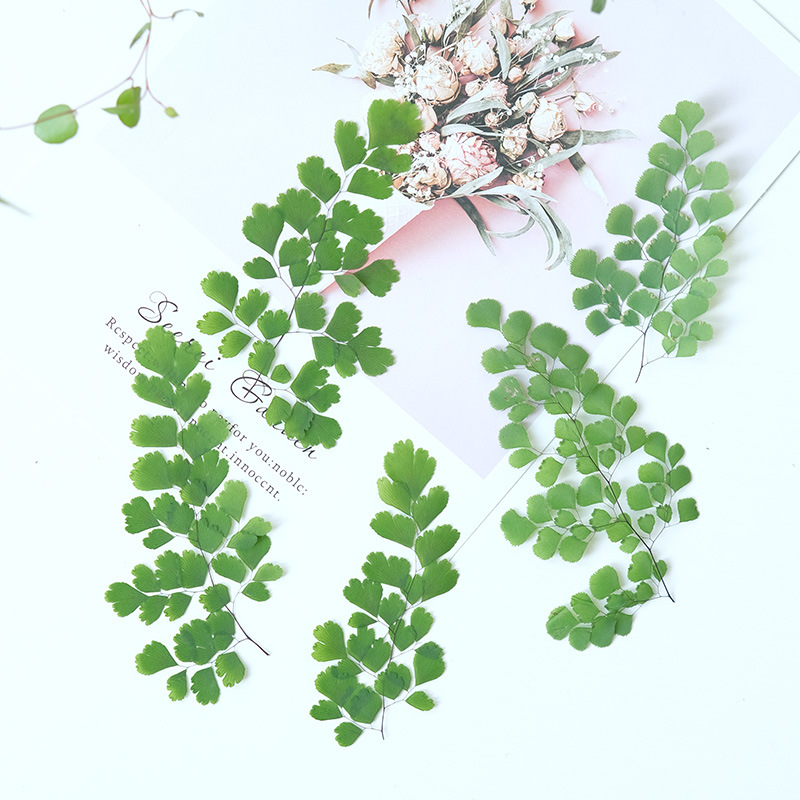60 szt. Naturalne rośliny, pra – Dried Flower Bookmark recenzja i cena