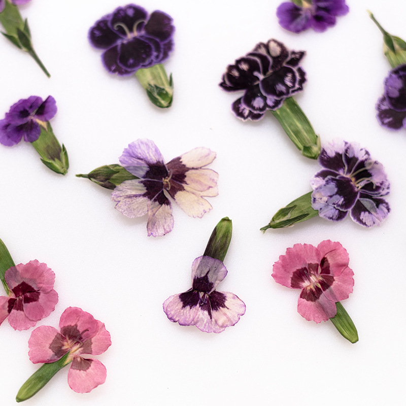 24 szt., Suszone kwiaty dianth – Dried Flower Bookmark recenzja i cena