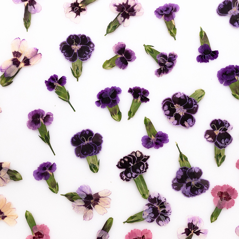 24 szt., Suszone kwiaty dianth – Dried Flower Bookmark recenzja i cena