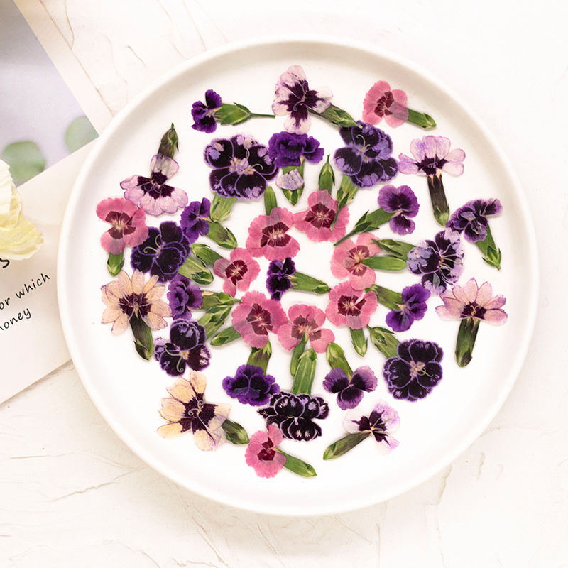 24 szt., Suszone kwiaty dianth – Dried Flower Bookmark recenzja i cena