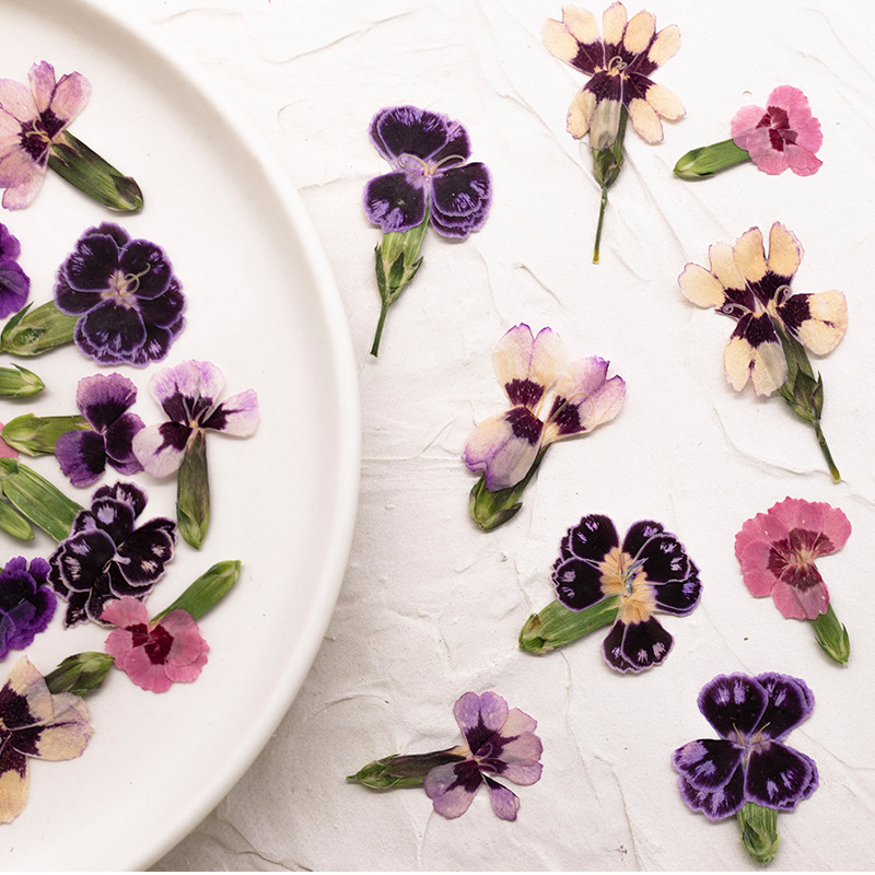 24 szt., Suszone kwiaty dianth – Dried Flower Bookmark recenzja i cena