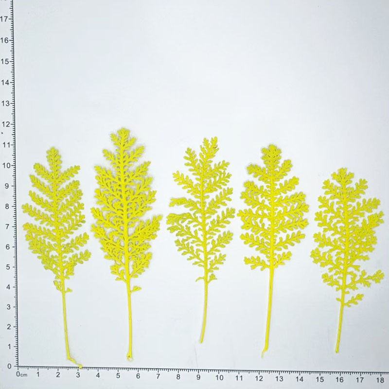 100 szt. Naturalne srebrne pió – Dried Flower Bookmark recenzja i cena