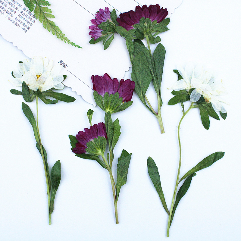 24 szt., Mini Chryzantemy Susz – Dried Flower Bookmark recenzja i cena