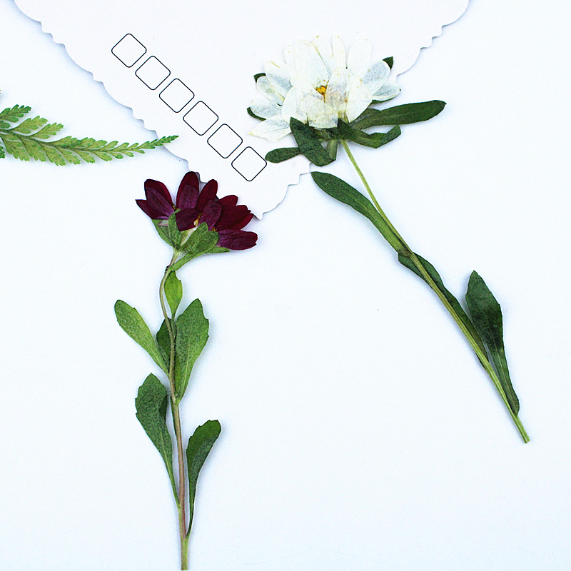 24 szt., Mini Chryzantemy Susz – Dried Flower Bookmark recenzja i cena