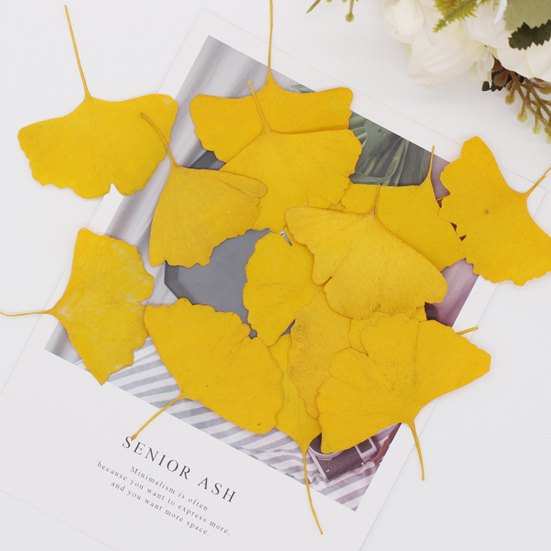 60 szt. Suszone, prasowane liś – Dried Flower Bookmark recenzja i cena